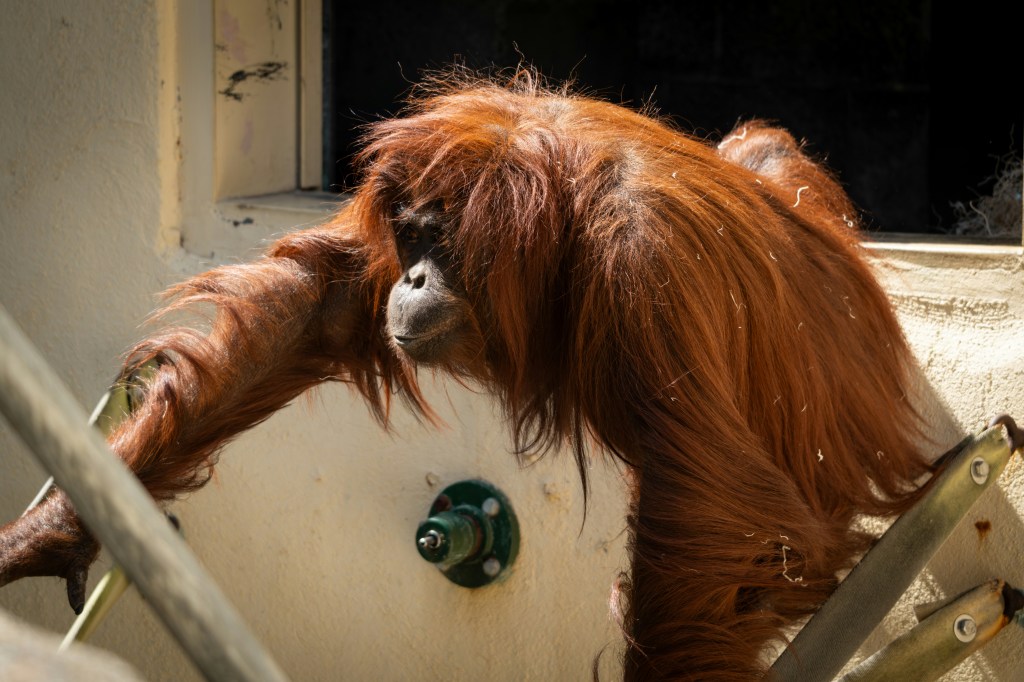 Adult orangutan in a zoo enclosure